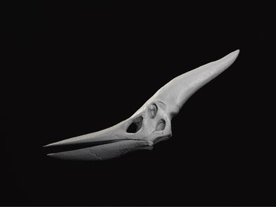 Pteranodon