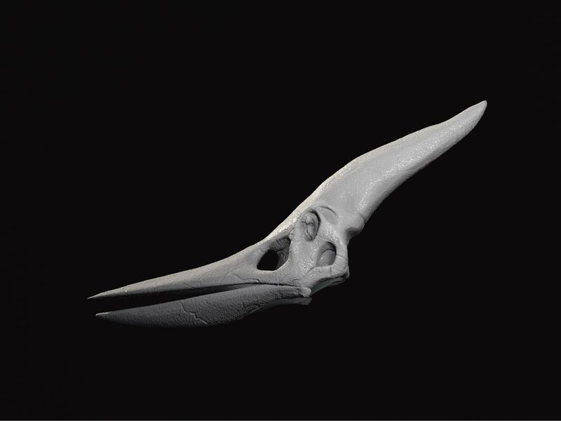 Pteranodon