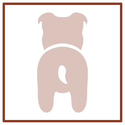 Dog Accessories