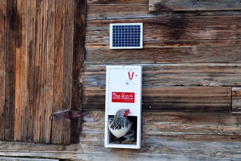 The Hatch Off-Grid Automatic Chicken Door