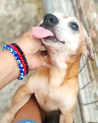 Be a Hero for Animals: Donate to the Philippine Animal Rescue Team Today!
