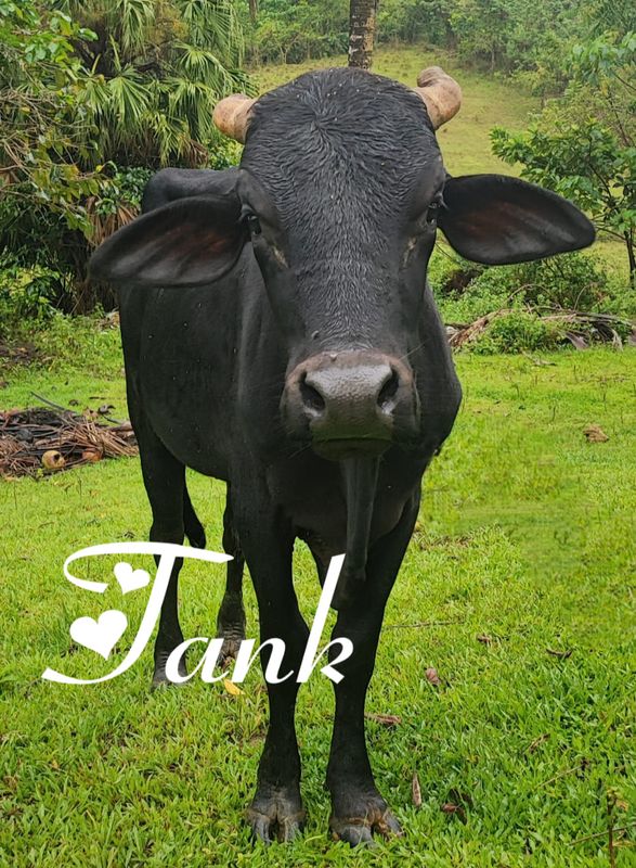 Join the Mission: Donate to the Philippine Animal Rescue Team
