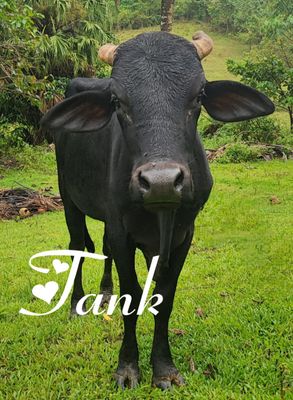Join the Mission: Donate to the Philippine Animal Rescue Team