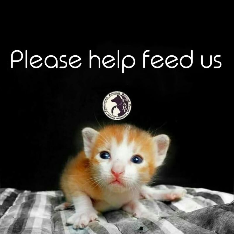 Join the Mission: Donate to the Philippine Animal Rescue Team