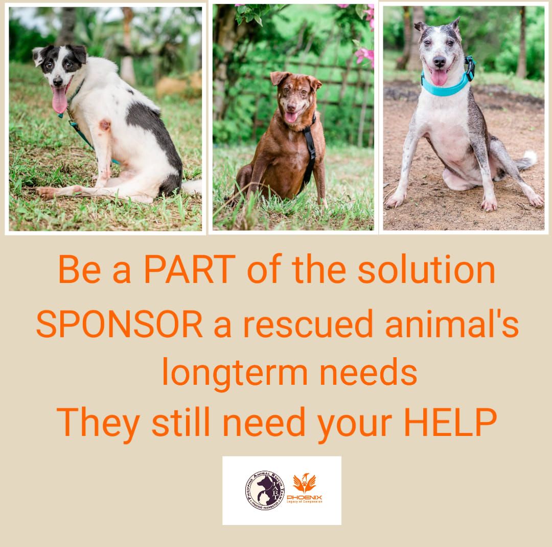 Sponsor 1 Dog&#39;s meals, vitamins/supplements and medical care for 1 month