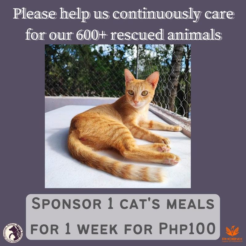 Sponsor 1 Cat&#39;s meals