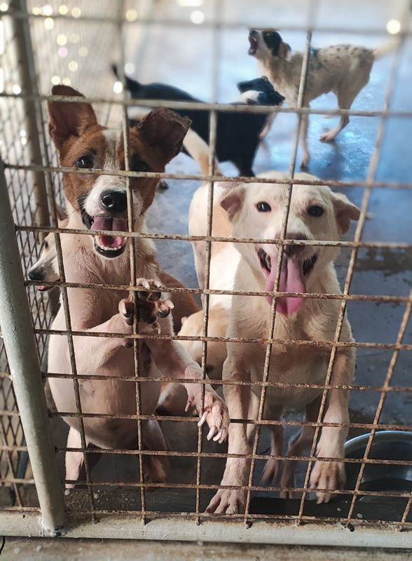 Sponsor 1 Dog's meals
