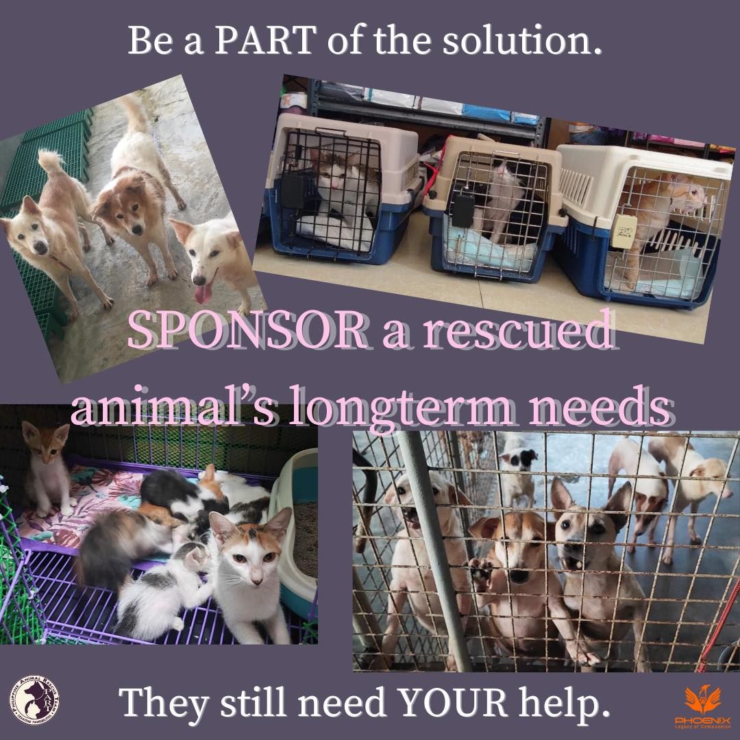Sponsor 1 Cat&#39;s meals, vitamins/supplements and medical care for 1 month