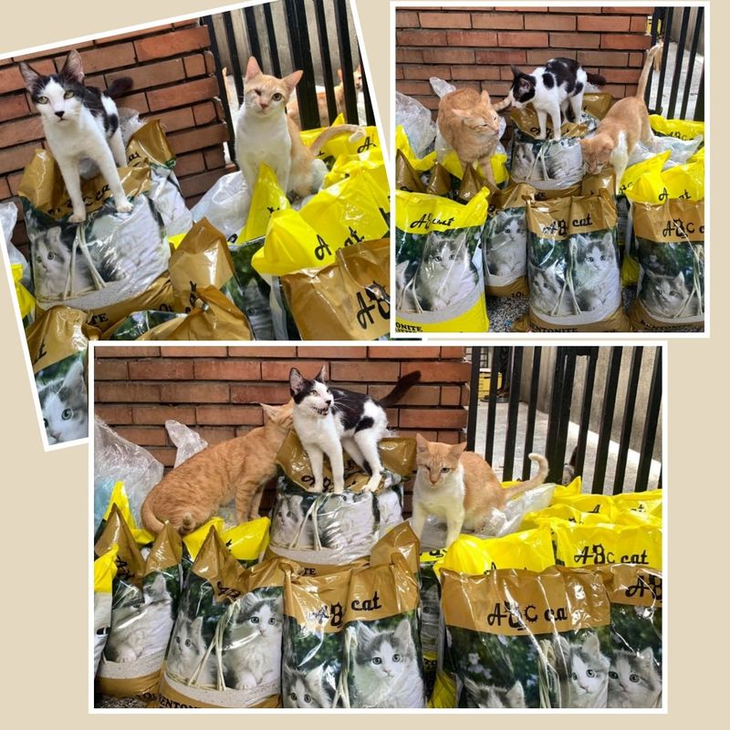 Sponsor 1 Cat's meals, vitamins/supplements and medical care for 1 month