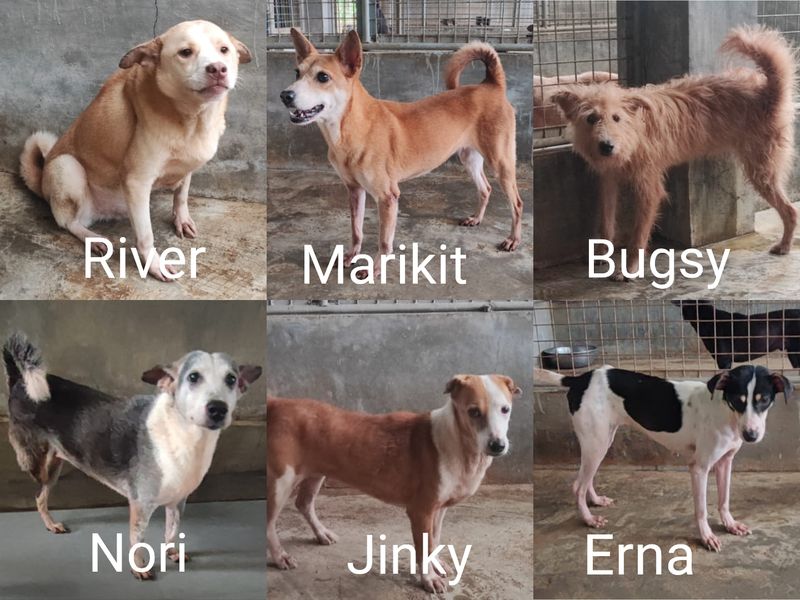 Sponsor 1 Dog's meals, vitamins/supplements and medical care for 1 month