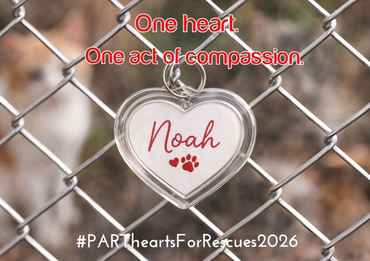 Love Hearts for the Rescues Fundraiser ❤️