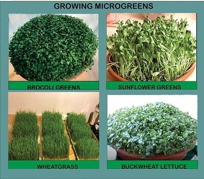 (Video) Growing Microgreens/Digital Download Only