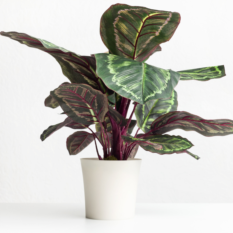 CALATHEA