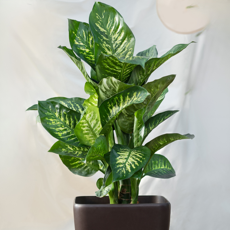 PLANTA DIEFFENBACHIA TROPIC LEMON