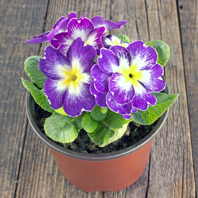 PRIMULAS