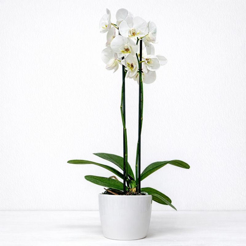 ORQUIDEA PHALAENOPSIS