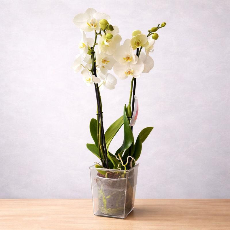 ORQUIDEA PHALAENOPSIS GRANDE