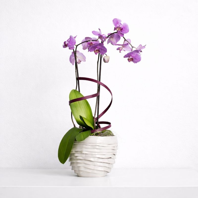 CENTRO AMBER  DE ORQUIDEAS