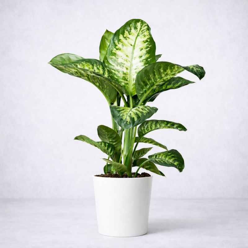 PLANTA DIEFFENBACHIA TROPIC LEMON