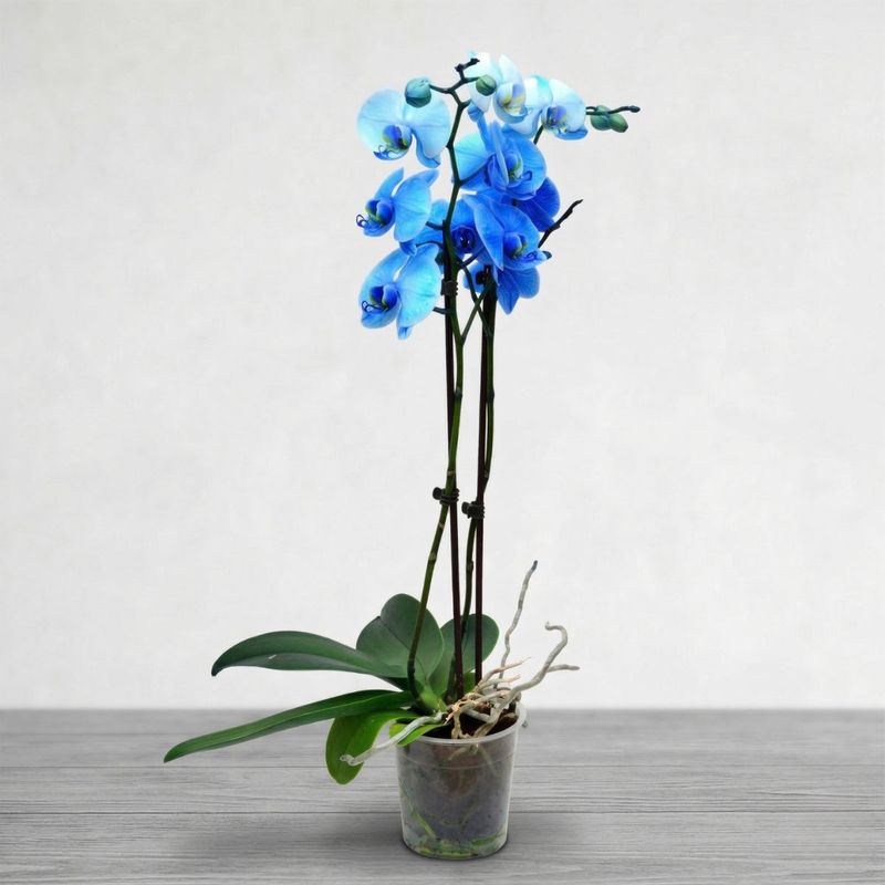 ORQUIDEA AZUL PHALAENOPSIS