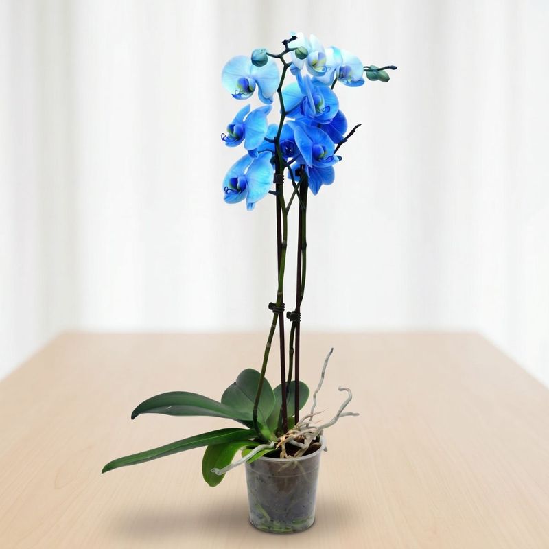 ORQUIDEA AZUL PHALAENOPSIS