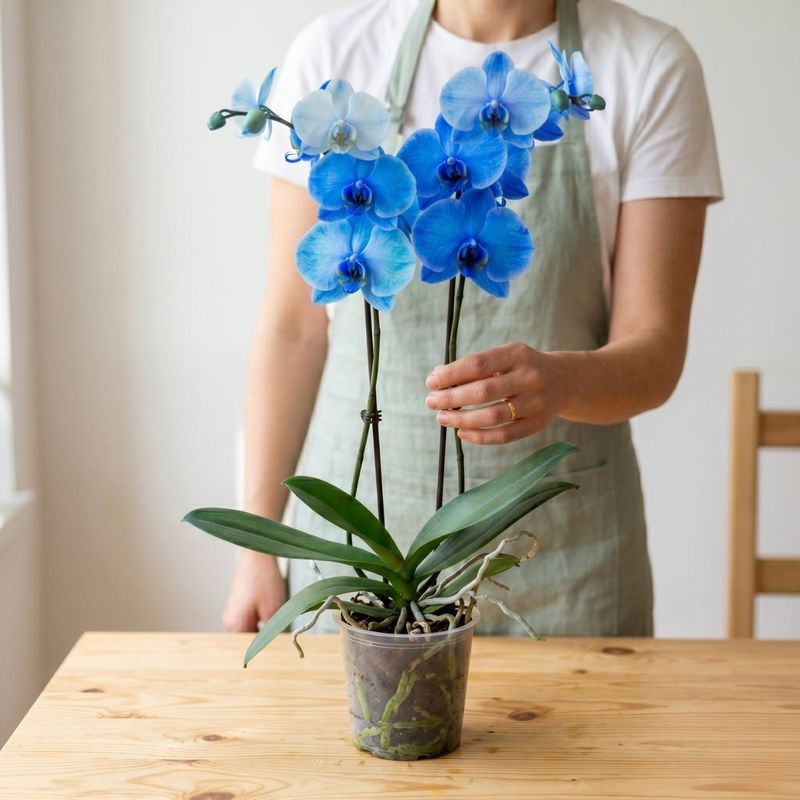ORQUIDEA AZUL PHALAENOPSIS
