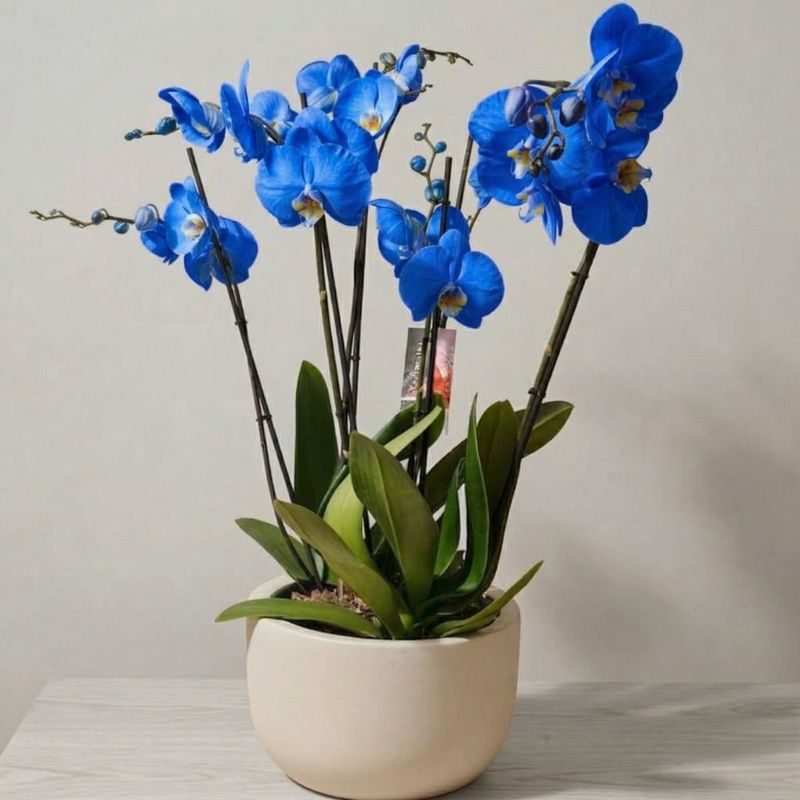 CENTRO DE ORQUÍDEAS AZULES PHALAENOPSIS