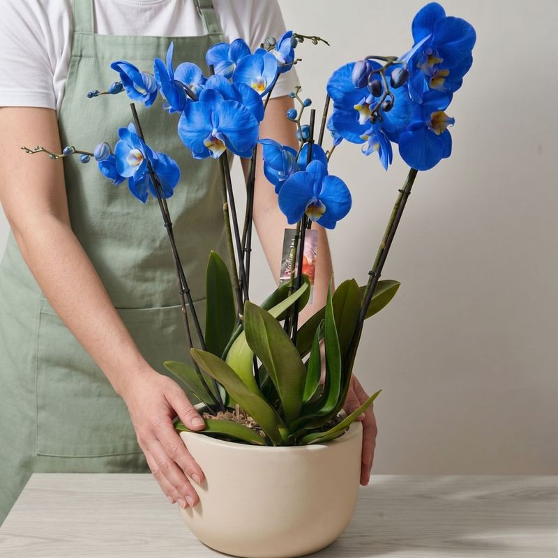CENTRO DE ORQUÍDEAS AZULES PHALAENOPSIS
