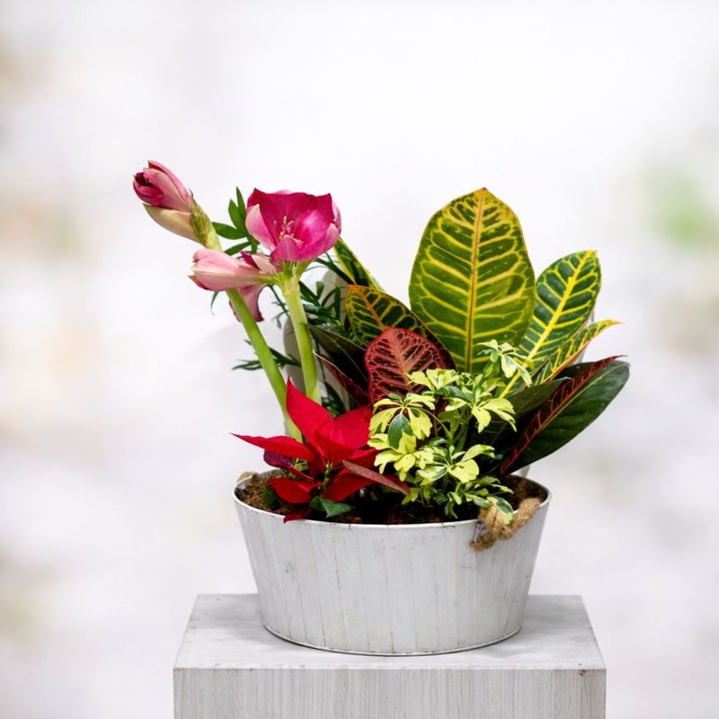 Cesta de plantas naturales para regalar