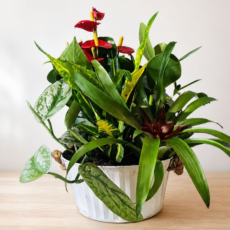 Cesta de plantas variadas para regalo