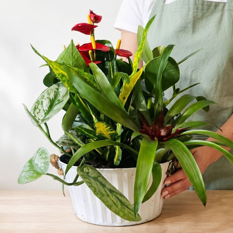 Cesta de plantas variadas para regalo