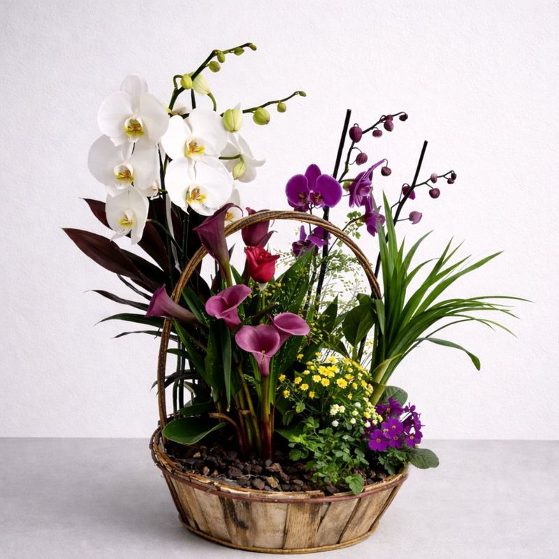 Cesta de plantas con orquideas