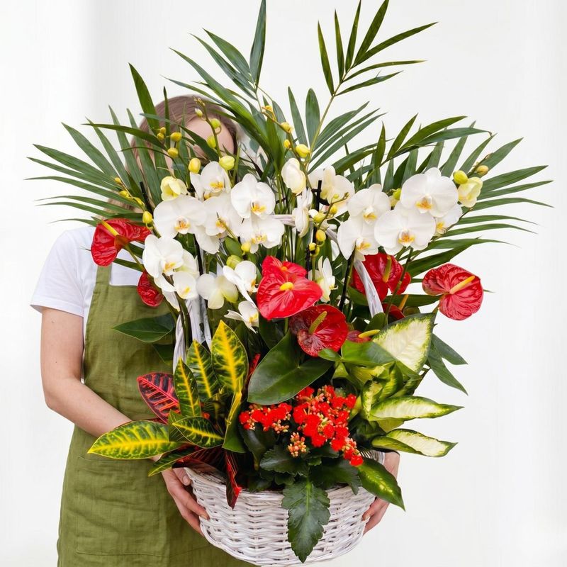 Cesta de tres orquídeas y plantas de interior