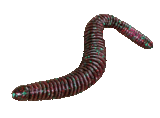 Sidewinder - NOW ON SALE FOR ONLY $2.99!!