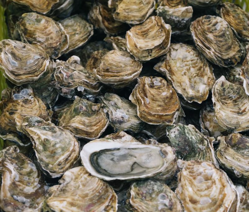 The Complete Oyster Cooking Class | Sun Oct 26, 2025 from 1-3