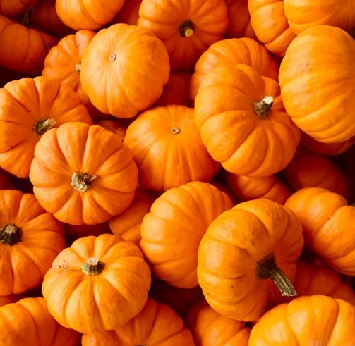 A Celebration of Pumpkin | Wed November 5, 2025 5-7 Klajdi Plaku