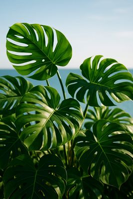 PLANTAS