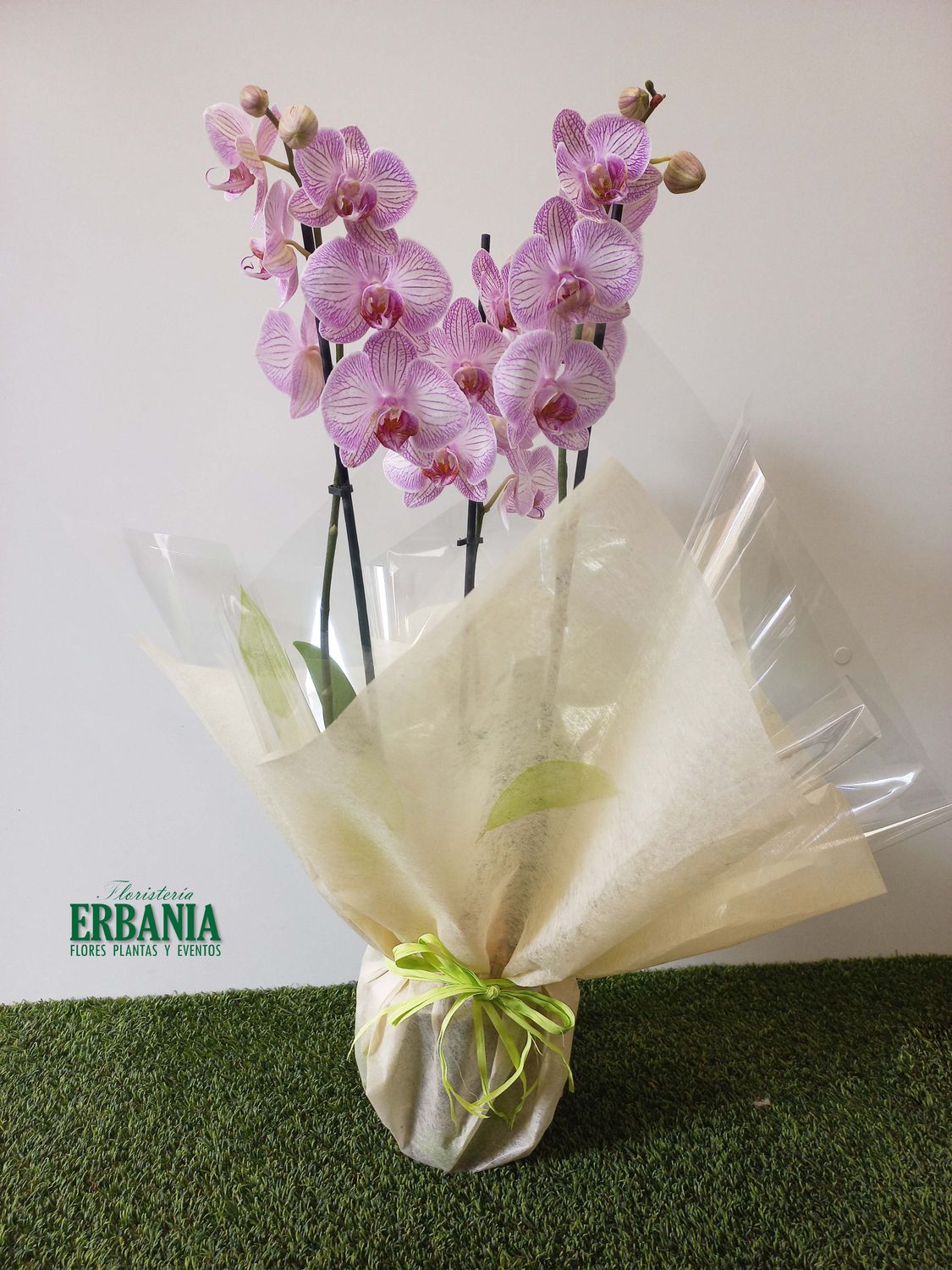 Phalenopsis
