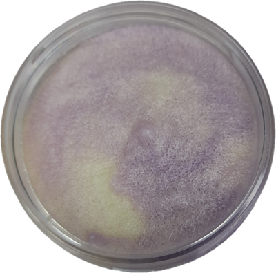 Sambucus body scrub