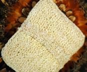 Square Exfoliator / Kitchen Scrubby, 100% Agave Fiber