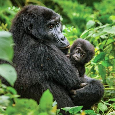 Adopt a Gorilla