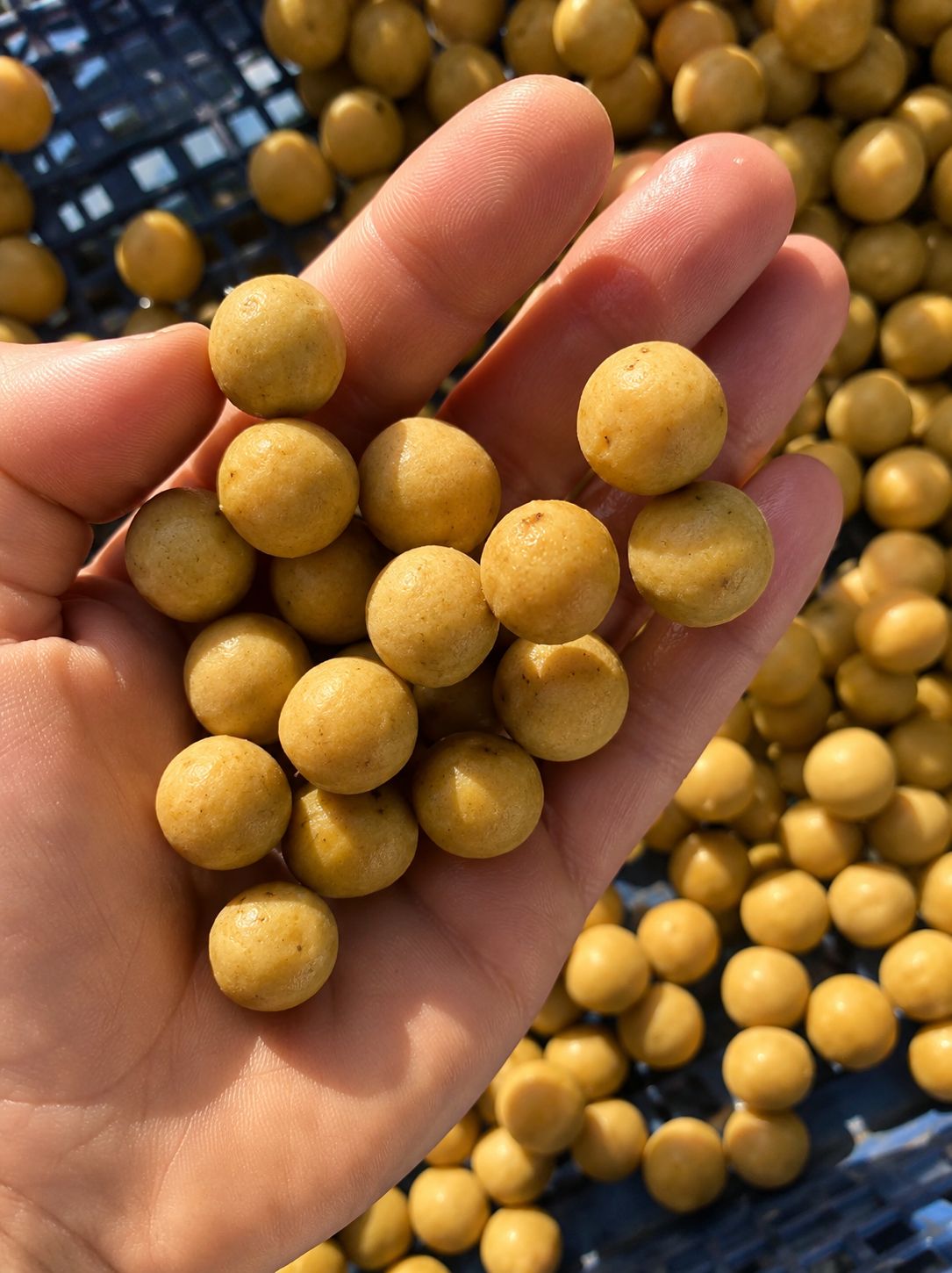Garlic Feed Bait 100kg (Frozen) 18mm
