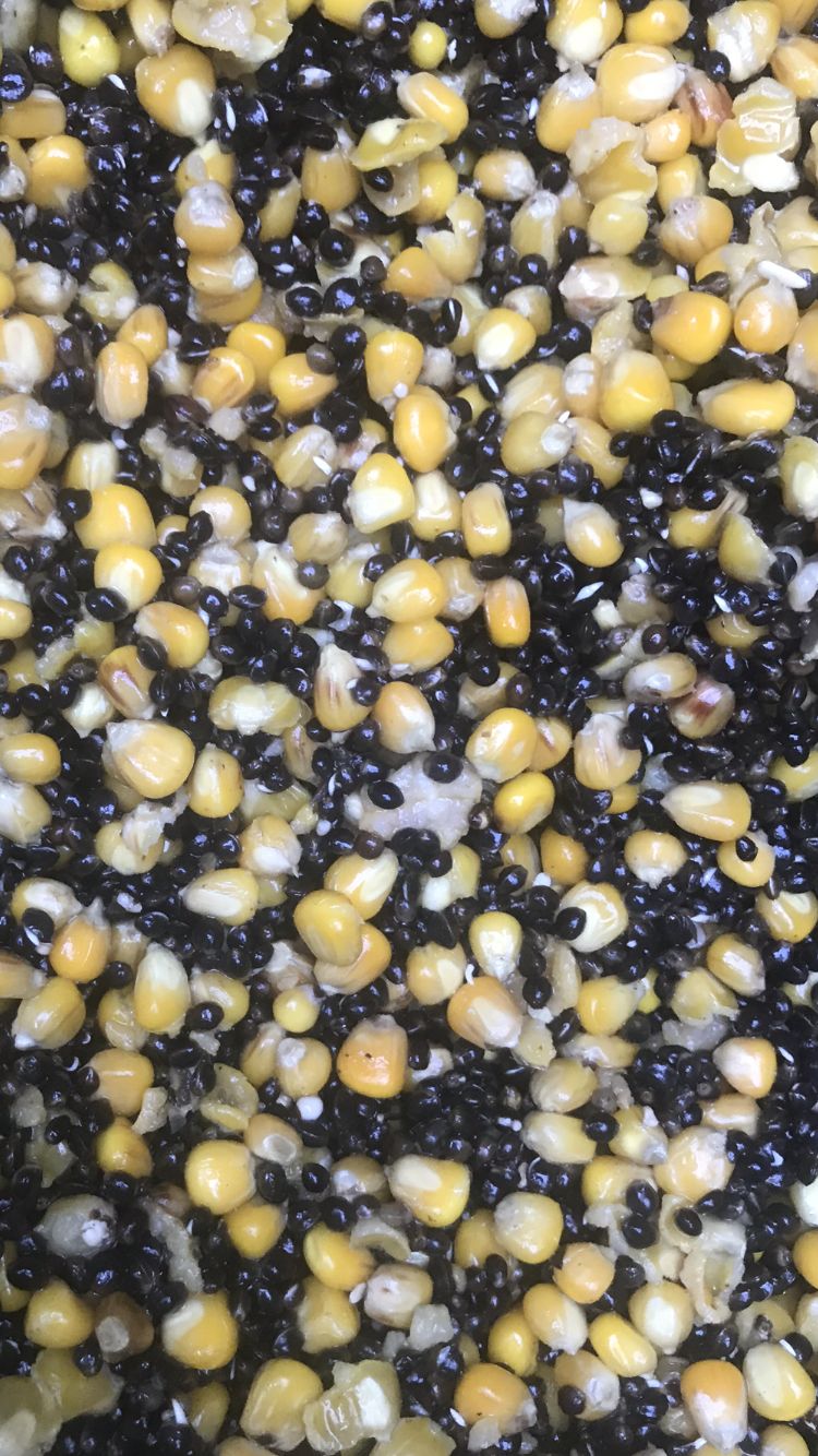 Hemp & Maize Freezer 5kg