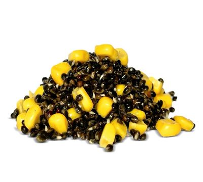 Hemp & Maize