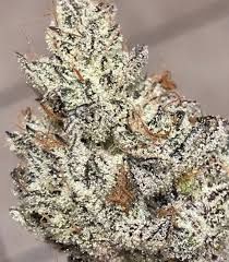 STONEAGE GORILLA TRUFFLE