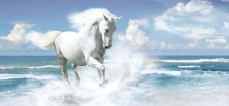 Белая грация. Фотообои, лошадь. Размер: 291х136 см.