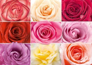 Разноцветное настроение. Фотообои на стену, розы. Размер: 291х204см