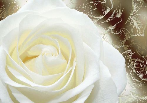 Нежность. Фотообои, белые розы. Размер: 194х136 см.