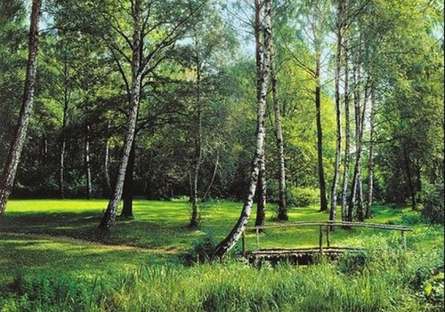 Мостик. Фотообои березы. Размер: 291х204см.