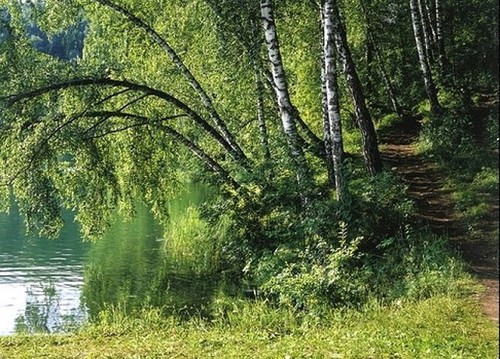 Бережок. Фотообои на стену, березы. Размер: 272х194 см.